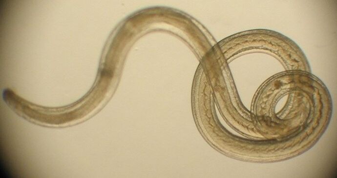 Ver parasite du corps humain